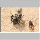 Andrena barbilabris - Sandbiene 05 Paarung.jpg